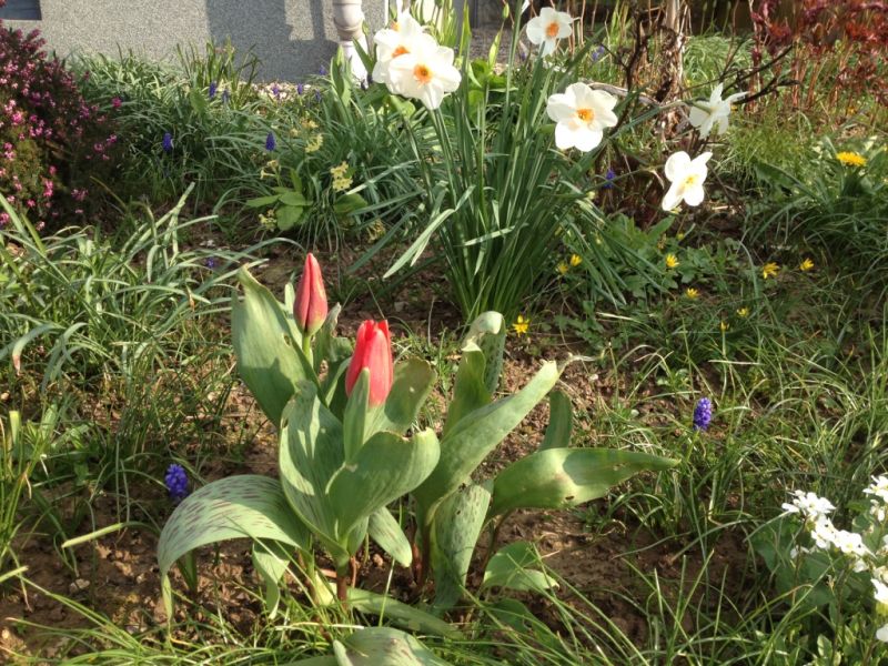 Frühlingsblumen