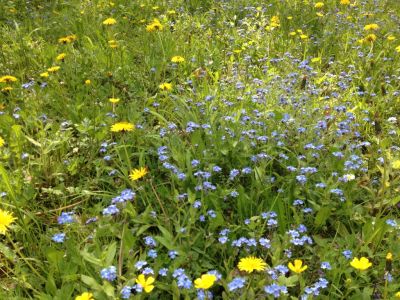 Wiesenblumen